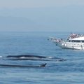 AVVISTAMENTO CETACEI A GENOVA