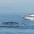 CETACEI VISTA EN GENOVA